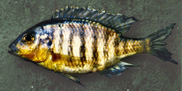 Lethrinops sp. 'yellow chin' South East Arm